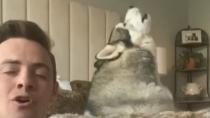 Illustration : Un Husky et son maître chantent pour redonner le moral aux confinés, le résultat est génial