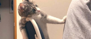 Illustration : "Un chat protège son nouvel objet préféré, même contre ses maîtres !"