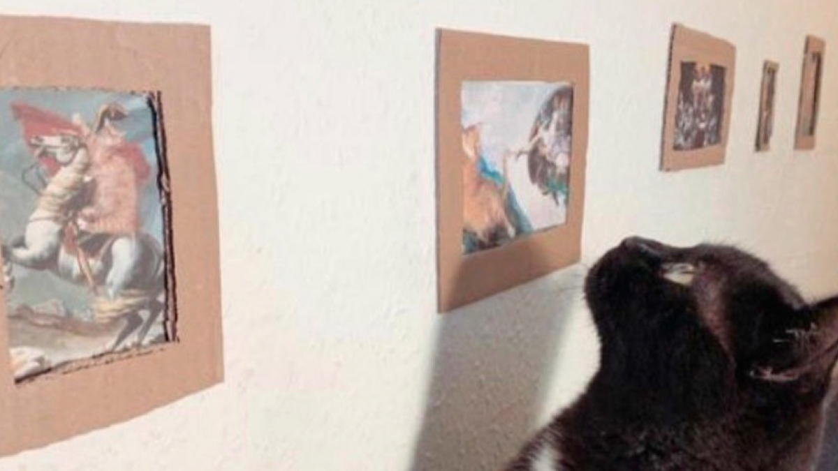 Illustration : "Pour divertir leur chat en quarantaine, ils créent un musée félin sur-mesure"