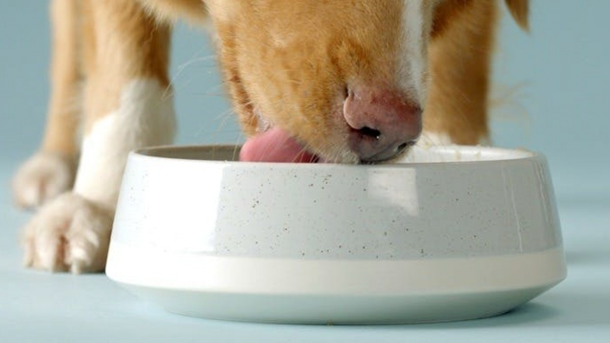 Illustration : "Pourquoi tester les croquettes 100% personnalisées pour votre chien ?"