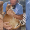 Illustration : Secouru d'une usine &agrave; viande, ce chien ne veut plus qu'&ecirc;tre tenu par son sauveteur !