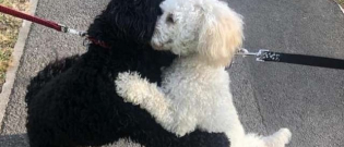 Illustration : "Deux chiens séparés à la naissance se retrouvent 10 mois après, leur réaction est superbe ! "