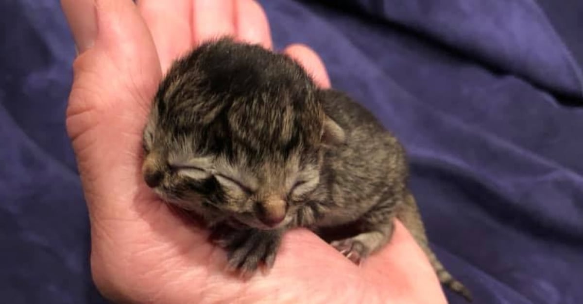 Ne Avec Deux Visages Ce Chat A Defie Les Esperances De Chacun Ne Avec Deux Visages Ce Chat A Defie Les Esperances De Chacun