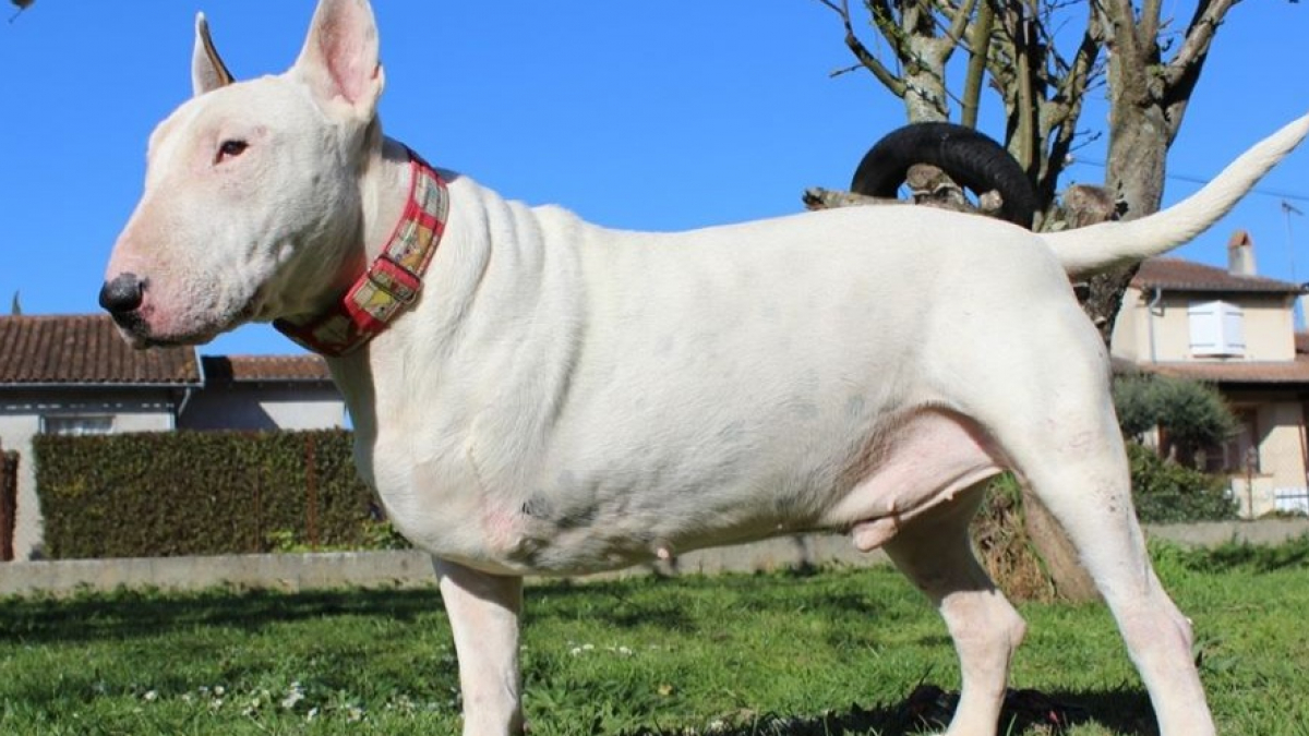 Illustration : "Un réseau d'amoureux des animaux s'unit pour offrir une jambe à ce bull-terrier amputé d'une patte"