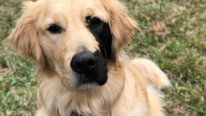 Illustration : "Atteint d'une malformation génétique rare, ce Golden Retriever a trouvé la famille idéale"