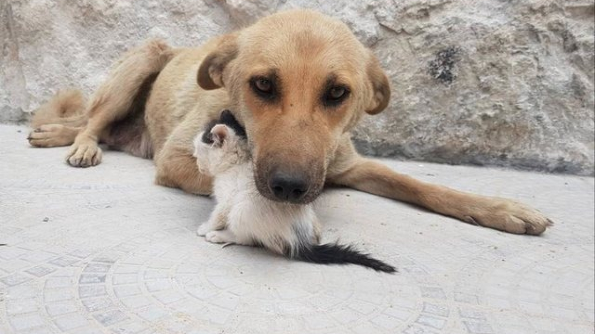 Illustration : "Détruits par la vie, ce chaton et ce chien errants ont noué une amitié déchirante"