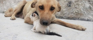 Illustration : "Détruits par la vie, ce chaton et ce chien errants ont noué une amitié déchirante"