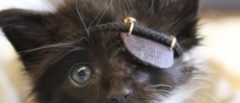 Aveugle D Un Oeil Ce Chat Recoit Un Cache Oeil Resumant Le Combat De Sa Vie Aveugle D Un Oeil Ce Chat Recoit Un Cache Oeil Resumant Le Combat De Sa Vie