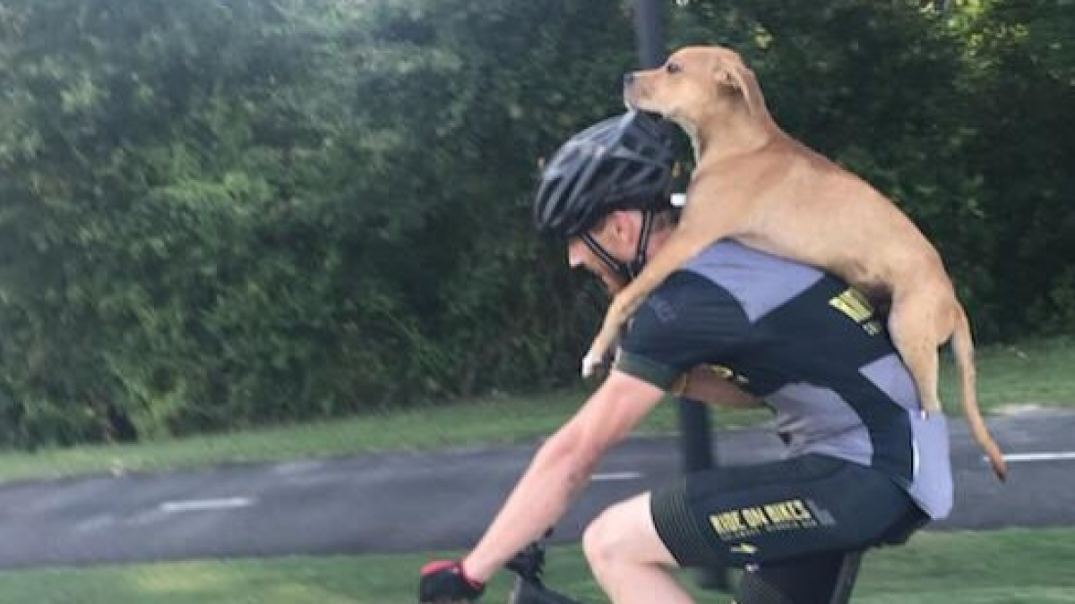 Illustration : "Blessé et affamé, ce chien errant a pu compter sur l'idée géniale d'un cycliste pour lui sauver la vie !"