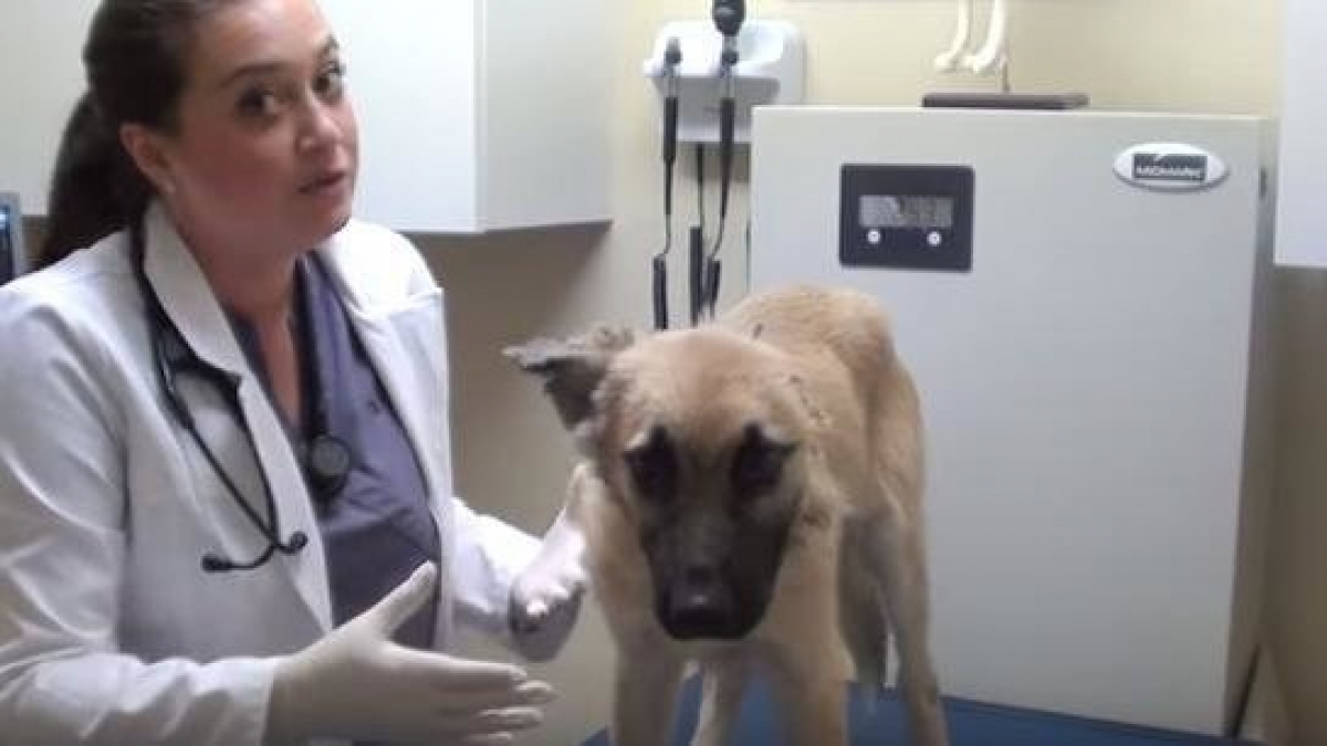 Illustration : "Victime de sévices, ce chiot à l'oreille arrachée n'a rien perdu de sa joie de vivre !"