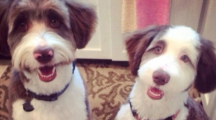 Illustration : 15 races de chiens et chats fascinantes pour leur apparence hors du commun !
