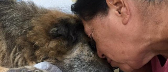 Illustration : "Sauvé il y a 17 ans de l'errance, un chien fait des adieux déchirants à celle qui a toujours été là pour lui"