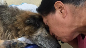 Illustration : Sauvé il y a 17 ans de l'errance, un chien fait des adieux déchirants à celle qui a toujours été là pour lui