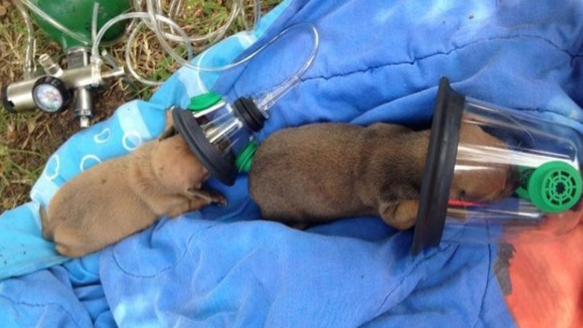 Illustration : "Des pompiers trouvent une solution originale pour sauver deux minuscules chiots asphyxiés par un incendie"