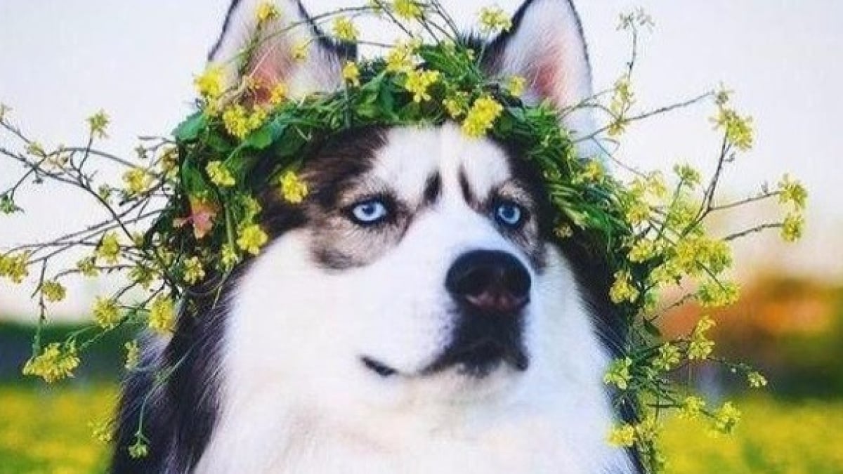Illustration : "Ces 20 faits sur le Husky que tout vrai propriétaire de la race confirmera ! "