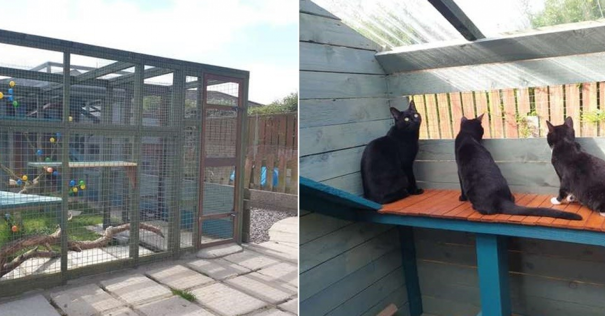 Fou Amoureux De Son Chat Un Homme Passe Une Annee Entiere A Lui Fabriquer Un Espace De Jeu Personnalise Fou Amoureux De Son Chat Un Homme Passe Une Annee Entiere A Lui Fabriquer Un Espace De Jeu Personnalise