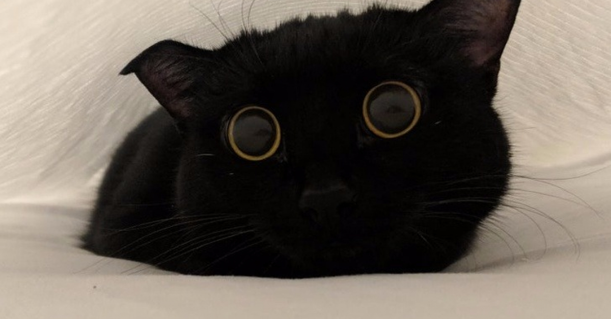 Photos De Chats Qui Prouvent Qu Ils Sont Capables D Aimer Plus Que Quiconque Photos De Chats Qui Prouvent Qu Ils Sont Capables D Aimer Plus Que Quiconque