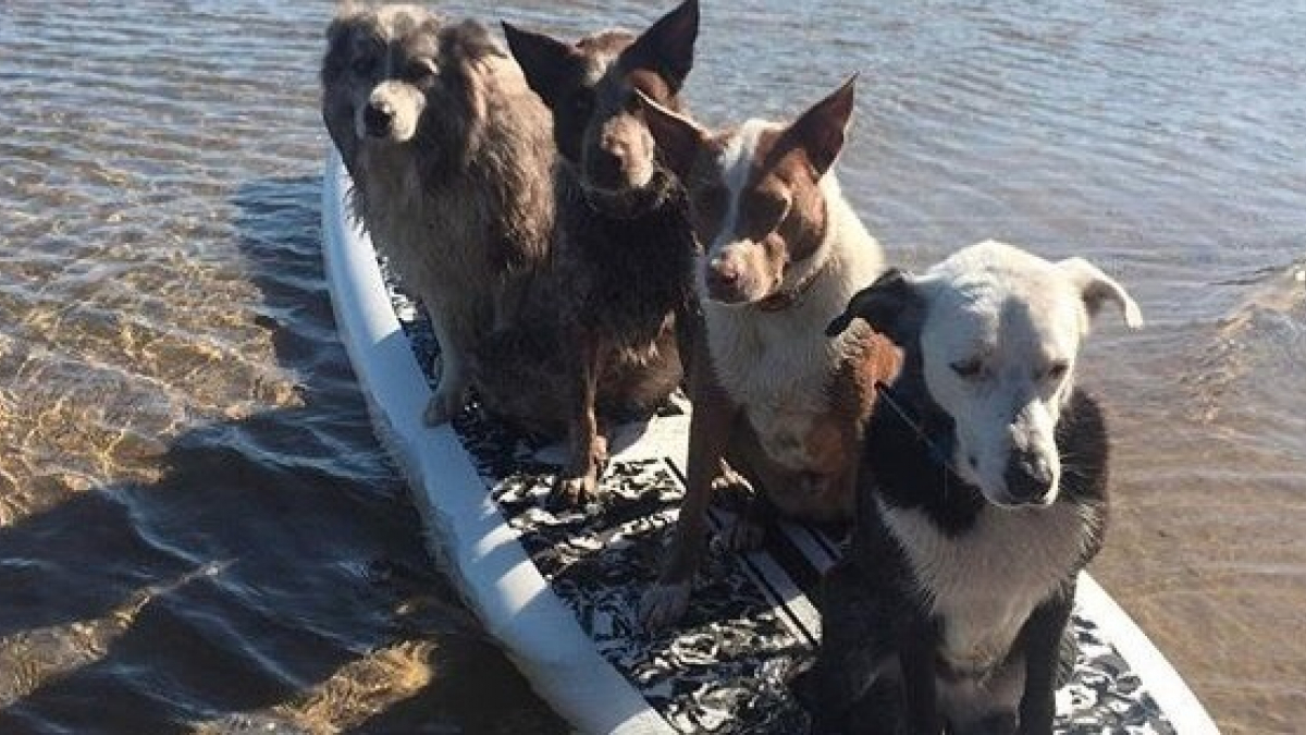 Illustration : "Pour rééduquer des chiens dits difficiles, cet homme leur enseigne le surf !"