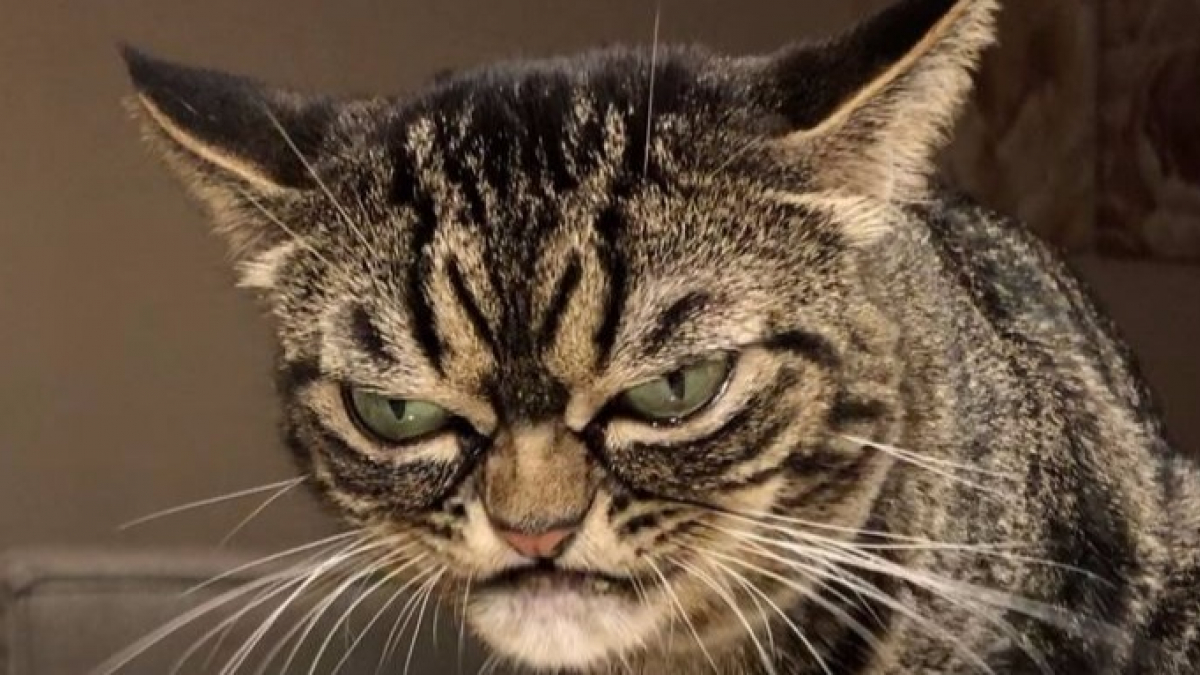Illustration : "La réincarnation de Grumpy Cat existe et son air est encore plus effrayant !"
