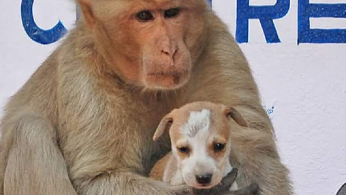 Illustration : "Les habitants de cette ville indienne ont été stupéfaits lorsqu'ils ont découvert ce chiot dans les bras d'un singe !"