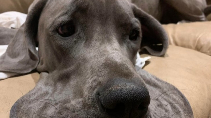 Illustration : 18 photos de chiens à la folie contagieuse qui les rendent d'autant plus attachants ! 