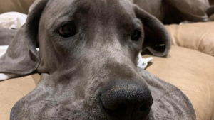Illustration : 18 photos de chiens à la folie contagieuse qui les rendent d'autant plus attachants ! 