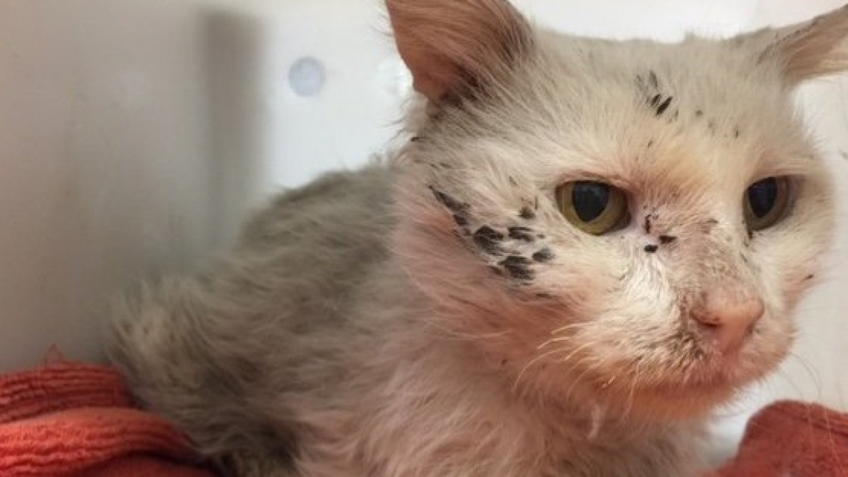 Illustration : "Utilisé comme appât à raton laveur, ce chat de 9 ans avait le corps d'un chaton !"