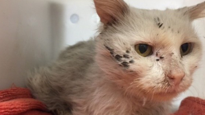 Illustration : "Utilisé comme appât à raton laveur, ce chat de 9 ans avait le corps d'un chaton !"