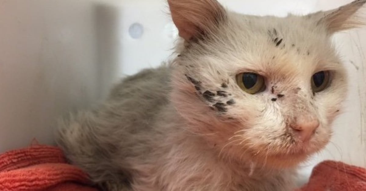 Utilise Comme Appat A Raton Laveur Ce Chat De 9 Ans Avait Le Corps D Un Chaton Utilise Comme Appat A Raton Laveur Ce Chat De 9 Ans Avait Le Corps D Un Chaton