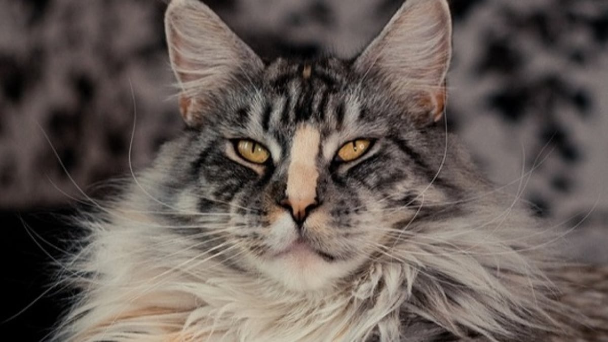 Illustration : "19 photos de Maine Coon tellement craquants qu'on n'a pas envie de les déranger  "