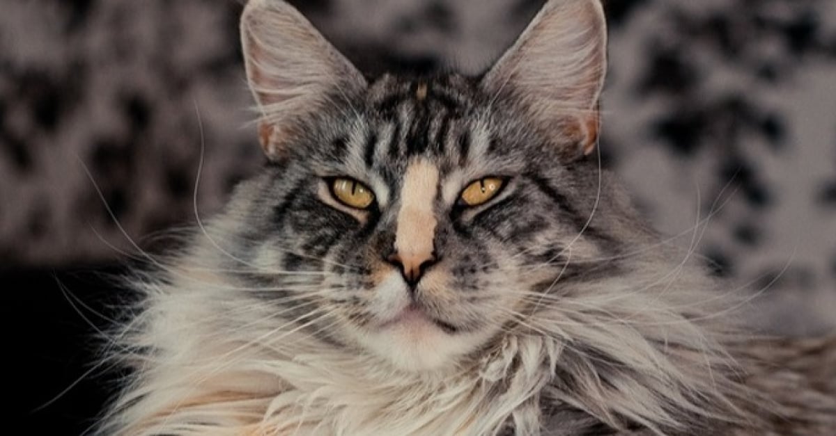 19 Photos De Maine Coon Tellement Craquants Qu On N A Pas Envie De Les Deranger 19 Photos De Maine Coon Tellement Craquants Qu On N A Pas Envie De Les Deranger