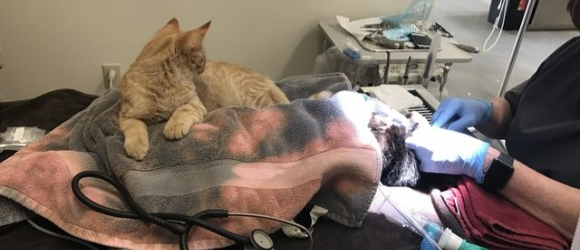 Illustration : "Sauvé, ce chat a développé un pouvoir étrange qui lui permet de sentir le mal chez ses congénères"