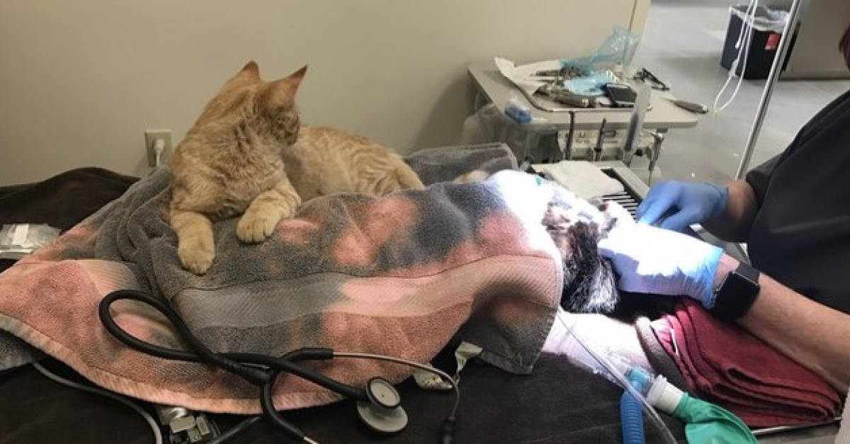 коте больница. ветеринар с кошкой. коте больница. кот в ветклинике. кошка ветеринария.