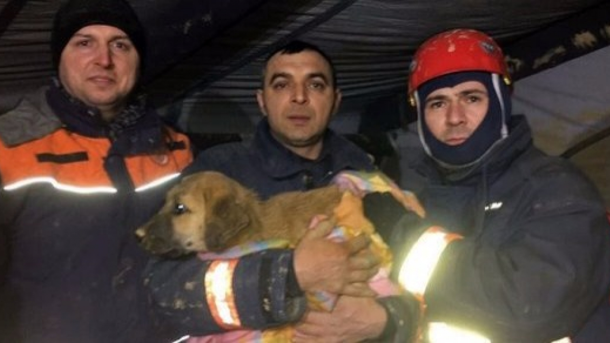 Illustration : "Piégé dans un puits à 60 mètres de profondeur, un chiot attend une semaine l'aide des secours ! "