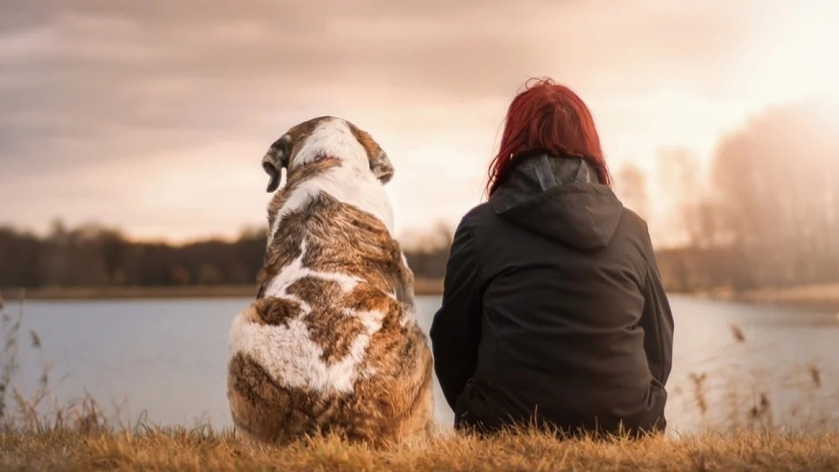 Illustration : "Le chien que vous choisissez deviendra probablement votre sosie, c'est la science qui le dit !"