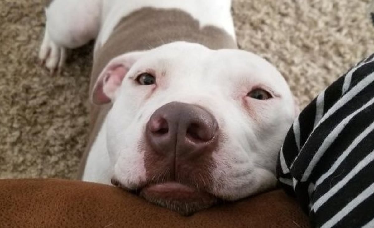Illustration : "21 photos de chien Pitbulls qui balaieront les idées reçues"