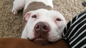 Illustration : 21 photos de chien Pitbulls qui balaieront les idées reçues