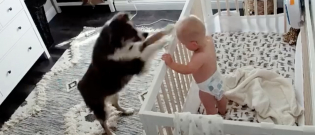 Illustration : "Chaque jour, ce chien et ce bébé vivent un moment adorable, juste après la sieste (Vidéo)"