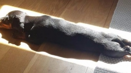 Illustration : 18 photos prouvant que votre animal de compagnie est un sérieux adversaire pour votre séance de bronzage