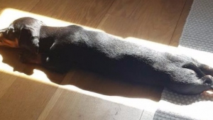 Illustration : 18 photos prouvant que votre animal de compagnie est un sérieux adversaire pour votre séance de bronzage