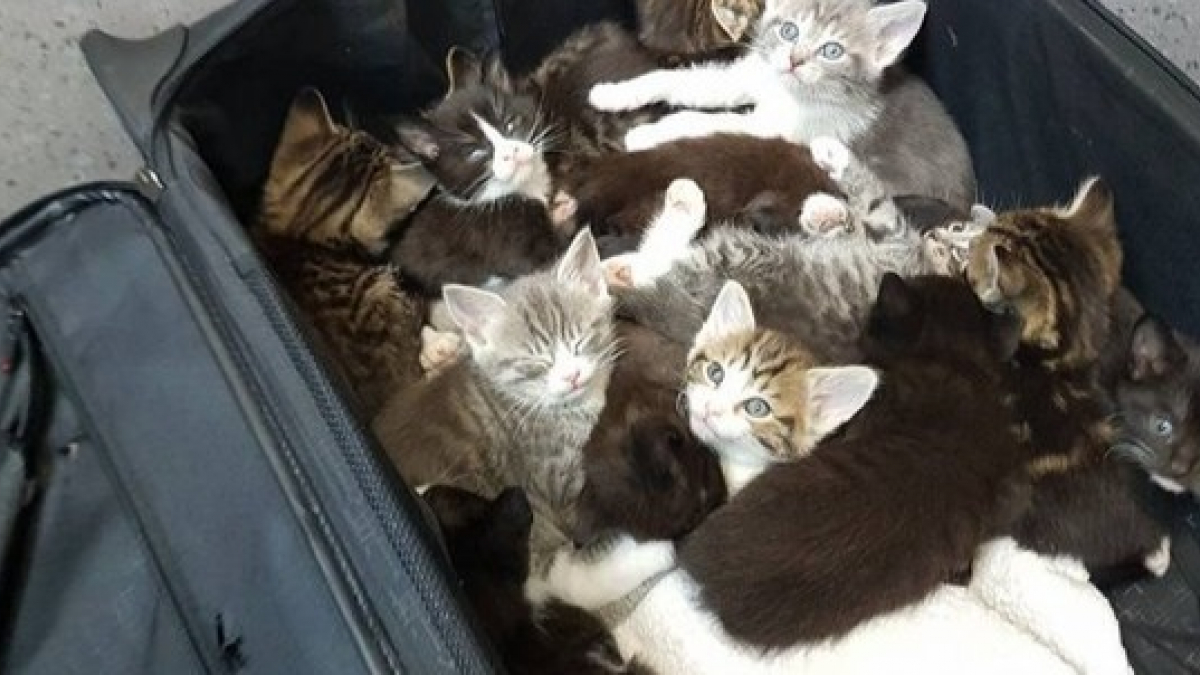 Illustration : "Abandonnés au bord d'une route dans une valise, ces 15 chatons ont été découverts à temps et par la bonne personne"