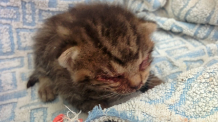 Illustration : Un chaton avec les yeux injectés de sang se retrouve devant leur porte, la réaction de ce couple est immédiate !