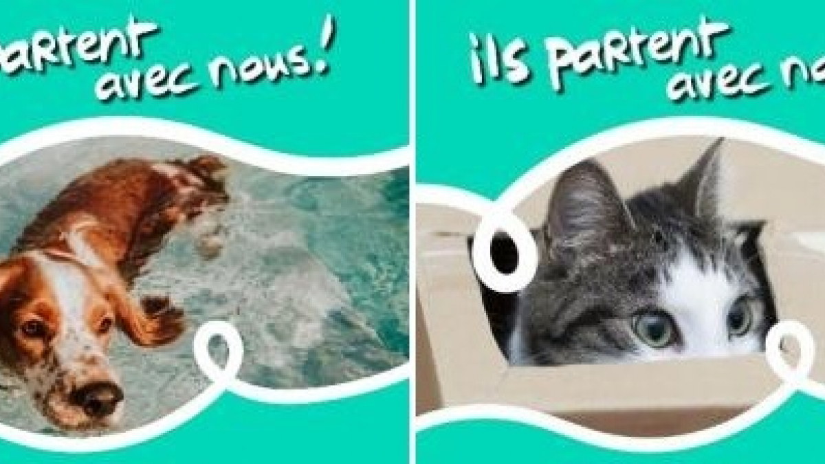 Illustration : "« Ils partent avec nous » : la campagne de sensibilisation contre l’abandon des animaux à l’approche des vacances continue"