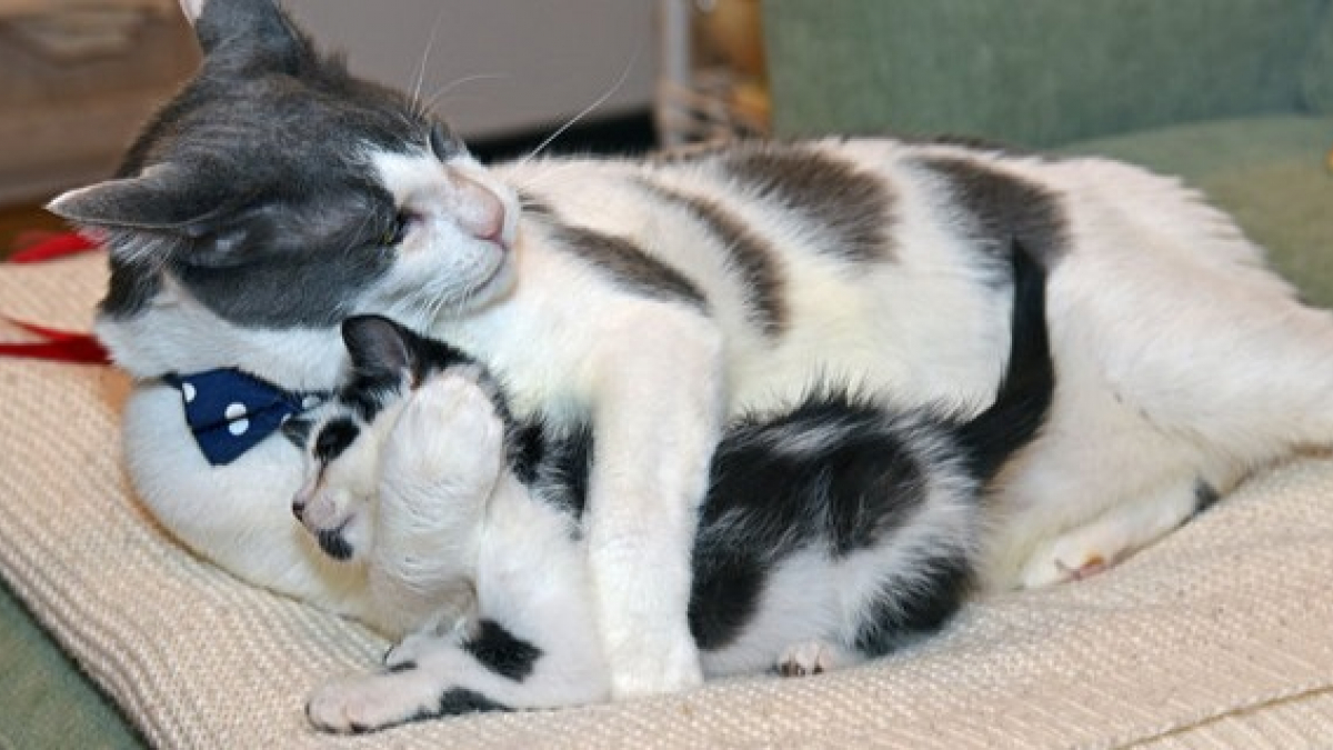 Illustration : "Abandonné avant d'être sevré, ce chat est aujourd'hui le père adoptif dont rêvent tous les chatons !"