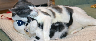 Illustration : "Abandonné avant d'être sevré, ce chat est aujourd'hui le père adoptif dont rêvent tous les chatons !"