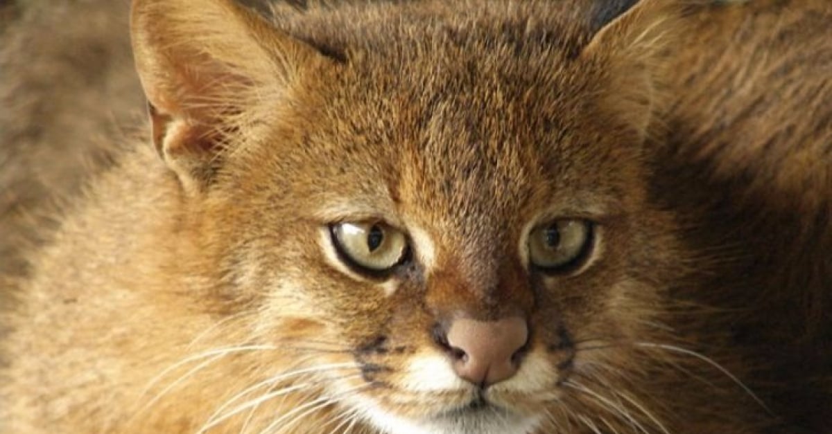 16 Races De Chats Dont Vous Ignoriez Probablement L Existence