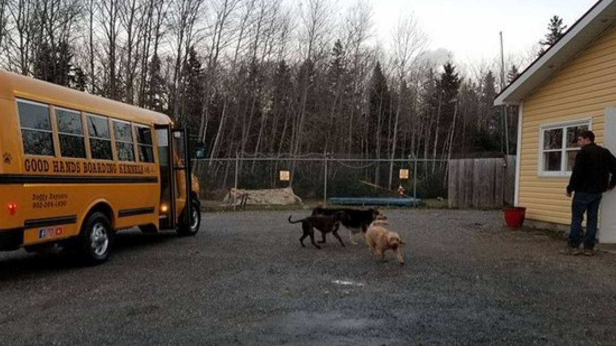 Illustration : "Pour se rendre dans leur petit coin de paradis, ces chiens ont droit à un transporteur particulier "