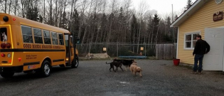 Illustration : "Pour se rendre dans leur petit coin de paradis, ces chiens ont droit à un transporteur particulier "