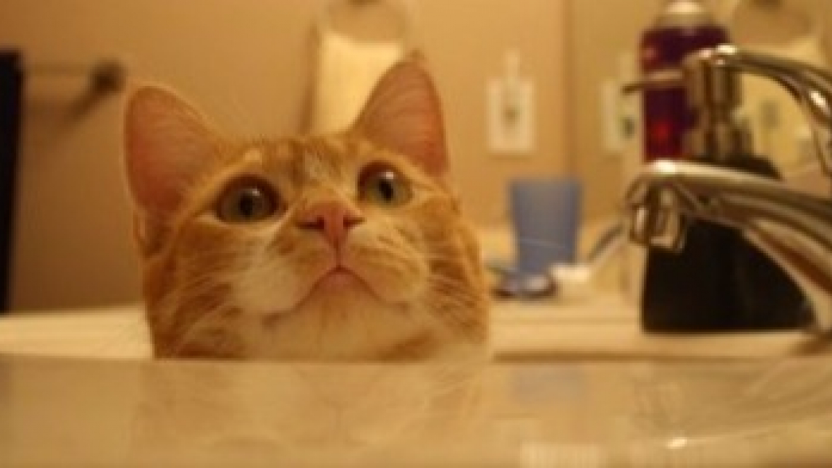 Illustration : "13 photos de chats qui utilisent vos produits de tous les jours bien mieux que vous !"