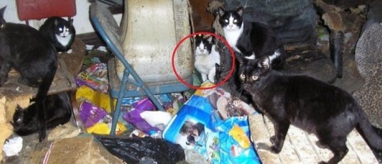 Aveugle Ce Chat Errant Peinait A Respirer Dans La Maison Decharge Ou Il Venait De Trouver Refuge Aveugle Ce Chat Errant Peinait A Respirer Dans La Maison Decharge Ou Il Venait De Trouver Refuge